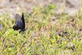 Eastern Black Swallowtail