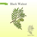 Eastern black walnut Juglans nigra