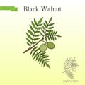 Eastern black walnut Juglans nigra Royalty Free Stock Photo
