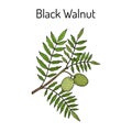 Eastern black walnut Juglans nigra