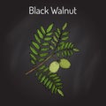 Eastern black walnut Juglans nigra Royalty Free Stock Photo