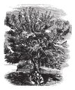 Eastern Black Walnut or Juglans nigra, vintage engraved illustration