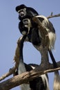 Eastern Black-and-white Colobus