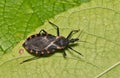 Eastern Bloodsucking Conenose Kissing Bug (Triatoma sanguisuga) on a leaf in Houston, TX.