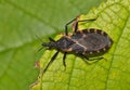 Eastern Bloodsucking Conenose Kissing Bug (Triatoma sanguisuga) on a leaf in Houston, TX.