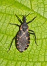 Eastern Bloodsucking Conenose Kissing Bug (Triatoma sanguisuga) on a leaf in Houston, TX.