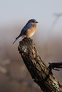 Eastern Blue Bird