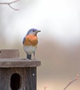 Eastern Blue-bird