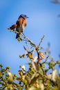 Eastern Blue Bird resting on the limb of a Texas live oak tree Royalty Free Stock Photo