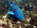 Eastern Blue Groper Royalty Free Stock Photo