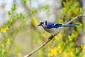 Eastern blue jay bird with spring greenery and yellow flowers Royalty Free Stock Photo