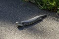 Eastern blue-tongue lizard (tiliqua scincoides) sunbaking on bitumen path Royalty Free Stock Photo