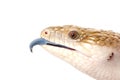 Eastern Blue-tongued Skink