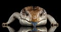 Eastern Blue-tongued Skink, Tiliqua scincoides, isolated on Black background Royalty Free Stock Photo