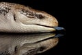 Eastern Blue-tongued Skink, Tiliqua scincoides, isolated on Black background