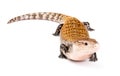 Eastern blue-tongued skink Royalty Free Stock Photo