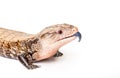 Eastern blue-tongued skink on white background Royalty Free Stock Photo