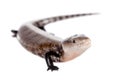 Eastern Blue-tongued Skink on white Royalty Free Stock Photo