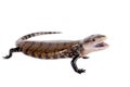 Eastern Blue-tongued Skink on white Royalty Free Stock Photo