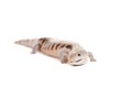 Eastern Blue-tongued Skink on white Royalty Free Stock Photo