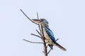 Eastern Blue-winged Kookaburra in Queensland Australia Royalty Free Stock Photo