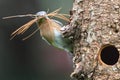 Eastern Bluebird