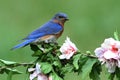 Eastern Bluebird