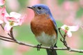 Eastern Bluebird Royalty Free Stock Photo