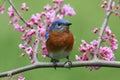 Eastern Bluebird