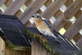 Eastern Bluebird bird nest box garden arbor birdhouses