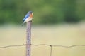 Eastern Bluebird With Caterpillar For Young Royalty Free Stock Photo