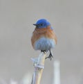 Eastern Bluebird on Cornstalk Royalty Free Stock Photo