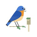 Eastern bluebird cute flat color vector icon