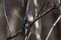 Eastern bluebird in early spring, quebec