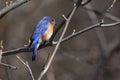 Eastern bluebird in early spring, quebec