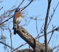 Eastern bluebird in early spring, quebec