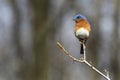 Eastern bluebird in early spring, quebec