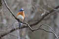 Eastern bluebird in early spring, quebec