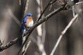 Eastern bluebird in early spring, quebec