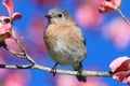 Eastern Bluebird