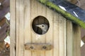 Eastern Bluebird Fledgling peeking from birdhouse nest box Royalty Free Stock Photo