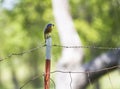 Eastern bluebird with food in beak, on a rustic fence Royalty Free Stock Photo