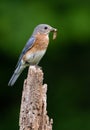 Eastern Bluebird with Insect Royalty Free Stock Photo