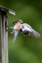 Eastern Bluebird with Insect Royalty Free Stock Photo