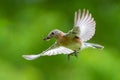 Eastern Bluebird with Insect Royalty Free Stock Photo