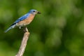 Male Eastern Bluebird with Insect Royalty Free Stock Photo
