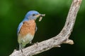 An Eastern Bluebird with Insect Royalty Free Stock Photo