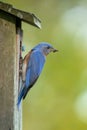 Eastern Bluebird with Insect Royalty Free Stock Photo