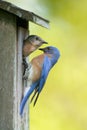 Eastern Bluebird with Insect Royalty Free Stock Photo