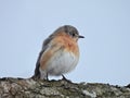 Eastern Bluebird on lichen covered branch during cold NewYorkState 2026 winter Royalty Free Stock Photo